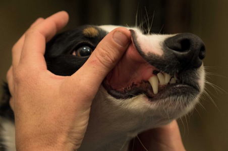 зубы собаки